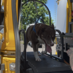 Shelter dog on slatmill inside Zoomies2Go van