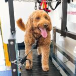 Gemma om slatmill inside Zoomies2Go van