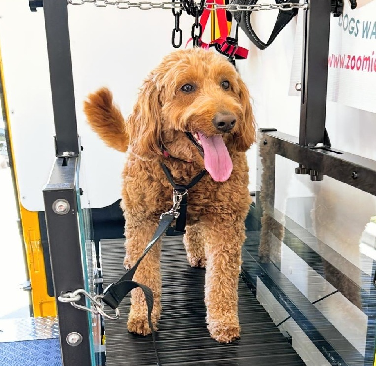 Gemma om slatmill inside Zoomies2Go van