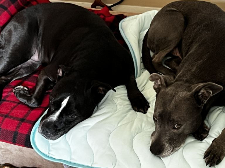 Cindy Loo and Bingo laying on dog bed